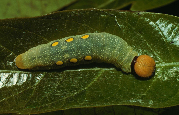 Figura 19. Dorsal entero <i>Venada cacao</i>, (Hesperiidae), en la planta <i>Persea americana</i> (introducido) (Lauraceae). Sector Cacao, Estación Cacao, (elevación 1150 metros). Colectada 2 agosto 2002. (02-SRNP-23364-DHJ69262.jpg).