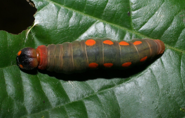 Figura 20. Dorsal entero <i>Venada daneva</i>, (Hesperiidae), en la planta <i>Persea schiedeana</i> (Lauraceae). Sector Pitilla, Sendero Mismo, (elevación 680 metros). Colectada 23 mayo 2008. (08-SRNP-31224-DHJ439907.jpg).