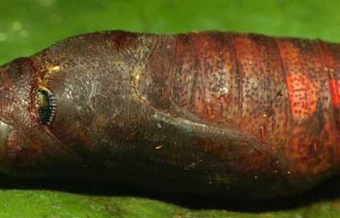 Figura 22. Pupa <i>Venada daneva</i>, (Hesperiidae), dorsal entero. (01-SRNP-2550-DHJ59002.jpg).