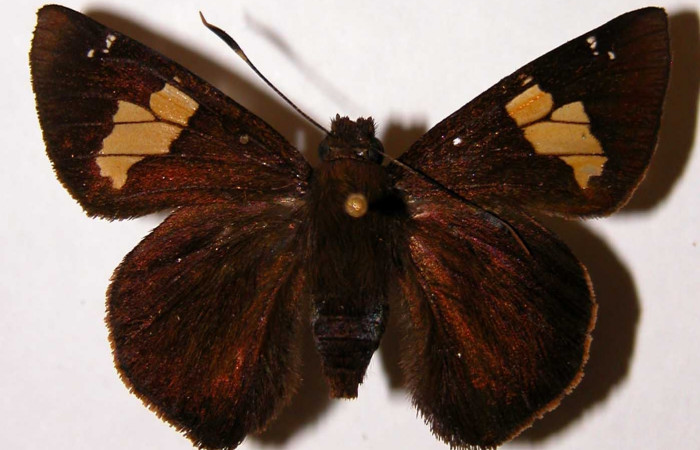 Figura 23. Adulto <i>Venada cacao</i> (Hesperiidae), posición vista dorsal (hembra). (02-SRNP-23362-DHJ33826).
