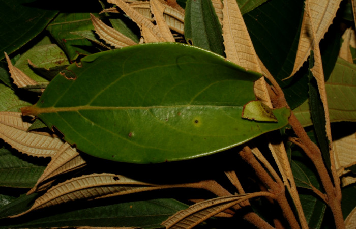 Figura 25. Capullo <i>Apanteles</i> Rodriguez79 (Braconidae), parásito <i>Venada cacao</i>, en la planta <i>Ocotea hartshorniana</i> (Lauraceae). (11-SRNP-35343-DHJ496970.jpg).