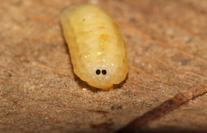 Figura 28. Prepupa de <i>Patelloa</i> xanthuraDHJ04 (Tachinidae), parásito en la larva <i>Venada daneva</i> en la planta <i>Beilschmiedia costaricensis</i>, (Lauraceae). (17-SRNP-32378-DHJ740665.jpg).