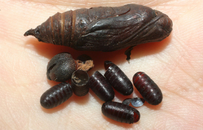 Figura 29. Puparios <i>Patelloa</i> xanthuraDHJ04 (Tachinidae), junto a restos de cabeza y pupa de la larva <i>Venada daneva</i>. (08-SRNP-2671-DHJ453191.jpg).