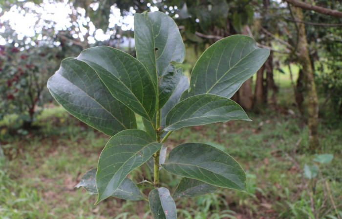 Figura 31. Planta hospedera de larva <i> Venada daneva</i> (Hesperiidae), <i> Persea americana</i> introducido, (Lauraceae). Foto Ana Córdoba. 9 noviembre 2021.