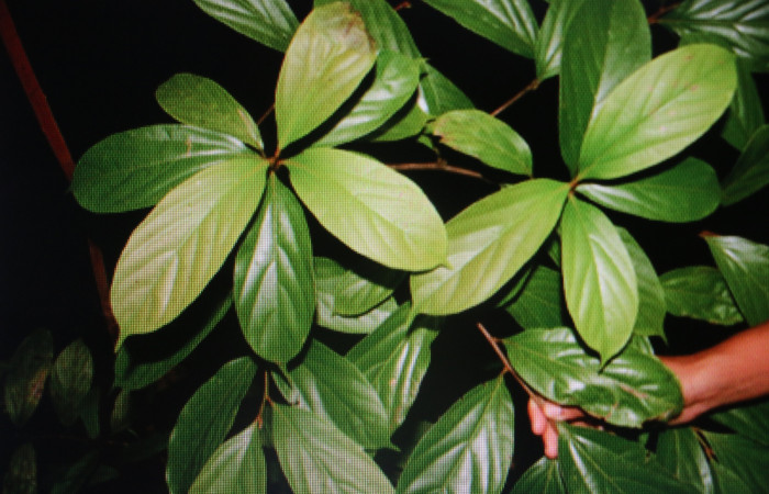 Figura 32. Planta hospedera de larva <i> Venada daneva</i> (Hesperiidae), <i>Ocotea mollifolia</i> (Lauraceae). Foto Jorge Hernández. 28 marzo 2011.