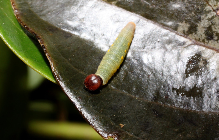 Figura 3. Cabeza <i>Venada cacao</i>, (Hesperiidae), en la planta <i>Ocotea hartshorniana</i> (Lauraceae). Sector Cacao, Naranjales, (elevación 1030 metros). Colectada 12 julio 2010. (11-SRNP-35377-DHJ497044.jpg).