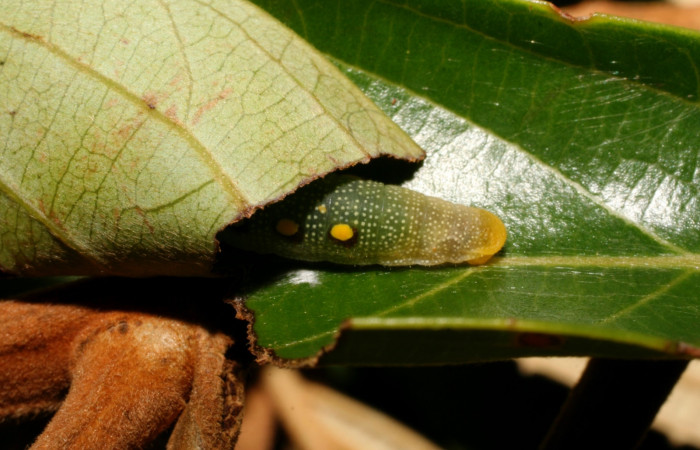 Figura 7. Parte posterior <i>Venada cacao</i>, (Hesperiidae), en la planta <i>Ocotea hartshorniana</i> (Lauraceae). Sector Cacao, Naranjales, (elevación 1030 metros). Colectada 6 mayo 2011. (11-SRNP-35331-DHJ496924.jpg).