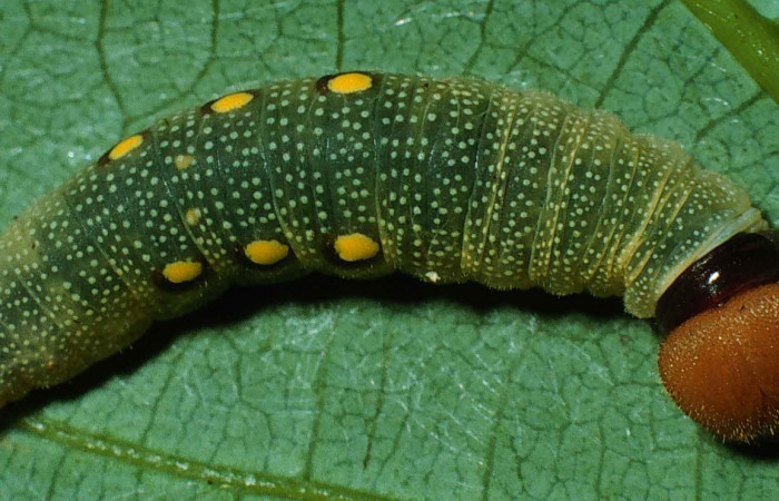 Figura 9. Cabeza <i>Venada cacao</i>, (Hesperiidae), en la planta <i>Persea americana</i> (introducido), (Lauraceae). .Sector Cacao, Sendero Derrumbe, (elevación 1220 metros). Colectada 26 abril 1999. (99-SRNP-552-DHJ50171.jpg).