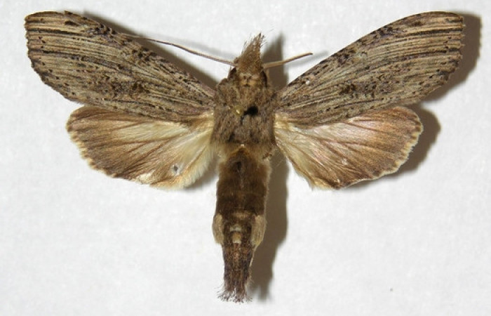 Figura 18. Adulto de <i>Nystalea inchoans</i> familia (Notodontidae),: En posición dorsal. Voucher, 02-SRNP-41-DHJ311306.