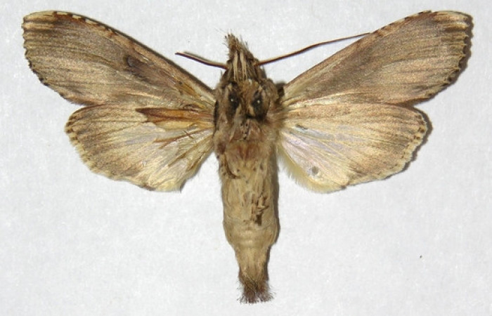 Figura 19. Adulto de <i>Nystalea inchoans</i> familia (Notodontidae). En posición ventral. Voucher, 02-SRNP-41-DHJ311307.