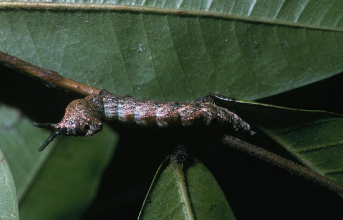 Figura 2. <i>Nystalea inchoans</i> familia (Notodontidae): En posición dorsal, PU estadio. Voucher, 04- SRNP-17-DHJ81367.