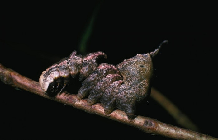 Figura 3. <i>Nystalea inchoans</i> familia (Notodontidae): En posición lateral, PU estadio. Voucher, 04- SRNP-17-DHJ81373.