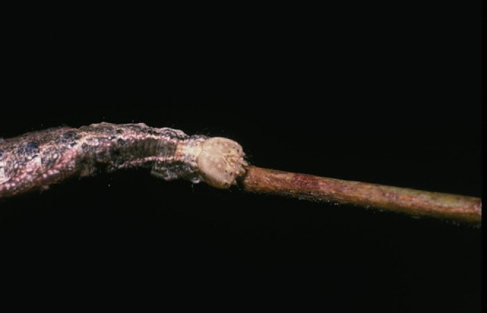 Figura 4. <i>Nystalea inchoans</i> familia (Notodontidae): En posición dorsal mostrando cabeza, PU estadio. Voucher, 04-SRNP-17-DHJ81380.