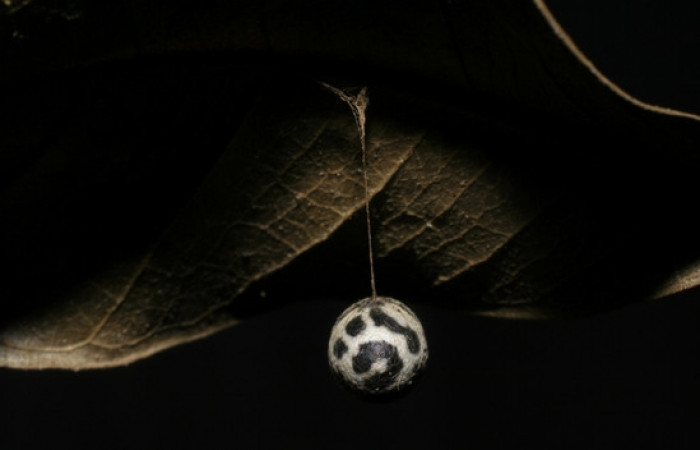 Figura 11. Capullo de <i>Charops</i> GauldF1 famila (Ichneumonidae), parásito en <i>Nystalea inchoans</i> Voucher 06-SRNP-6583-DHJ424663.