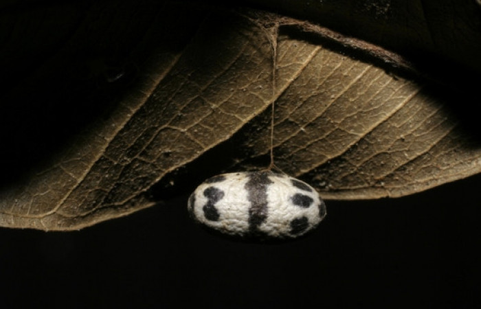 Figura 12. Pupario de <i>Charops</i> GauldF1 famila (Ichneumonidae), parásito en <i>Nystalea inchoans</i> Voucher, 06-SRNP-6583-DHJ424664.