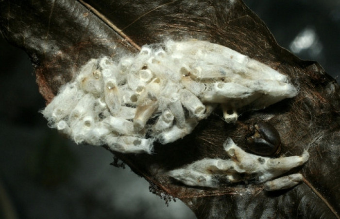 Figura 13. Capullos eclosionados de <i>Hypomicrogaster</i> OVRGDHJ03 de la familia (Braconidae), parásitos en <i>Nystalea inchoans</i> familia (Notodontidae). Voucher 07-SRNP-1566-DHJ452641.