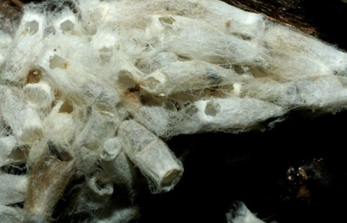 Figura 14. Capullos eclosionados de <i>Hypomicrogaster</i> OVRGDHJ03 de la familia (Braconidae), parásitos en <i>Nystalea inchoans</i> familia (Notodontidae). Voucher 07-SRNP-1566-DHJ452643.