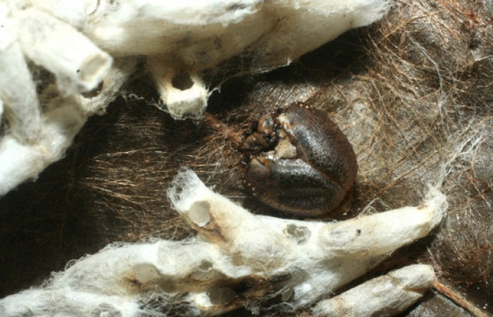 Figura 15. Capullos eclosionados de <i>Hypomicrogaster</i> OVRGDHJ03, de la familia (Braconidae), parásitos en <i>Nystalea inchoans</i> familia (Notodontidae). Voucher 07-SRNP-1566-DHJ452645.