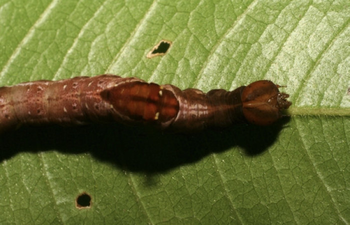 Figura 5. <i>Nystalea inchoans</i> familia (Notodontidae), detalle de cabeza lateral y mancha en su dorso, PU estadio. Voucher, 07-SRNP-32284-DHJ421364.