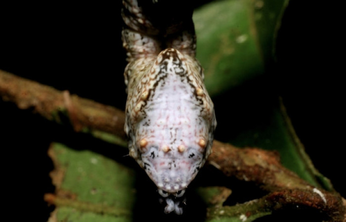 Figura 7.<i>Nystalea inchoans</i> familia (Notodontidae): En posición trasera. Voucher 08- SRNP-30291-DHJ435814.