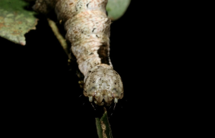 Figura 8. <i>Nystalea inchoans</i> familia (Notodontidae): En posición de cabeza. Voucher 08- SRNP-30291-DHJ435815.