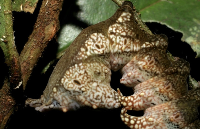 Figura 9. <i>Nystalea inchoans</i> familia (Notodontidae): En posición lateral, Voucher 08- SRNP-30291-DHJ435816.