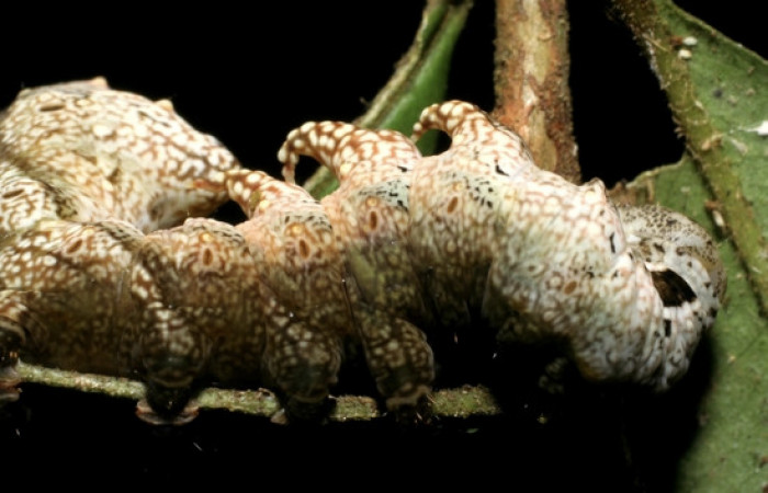 Figura 10. <i>Nystalea inchoans</i> familia (Notodontidae): En posición lateral. Voucher 08- SRNP-30291-DHJ435817