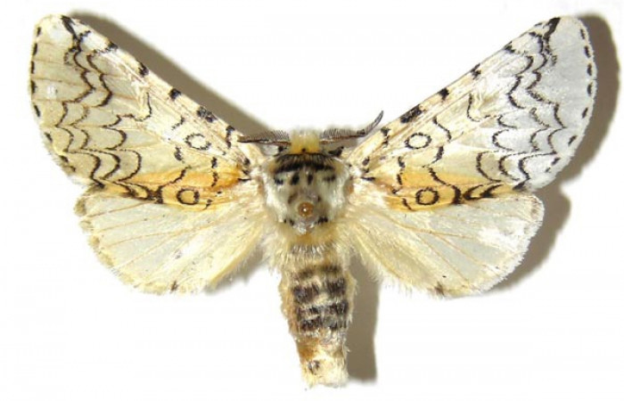 Fig. 19. Hembra de <i>Tecmessa</i> rarataDHJ02 (Notodontidae), vista dorsal. Voucher: 98-SRNP-10433-DHJ310896.