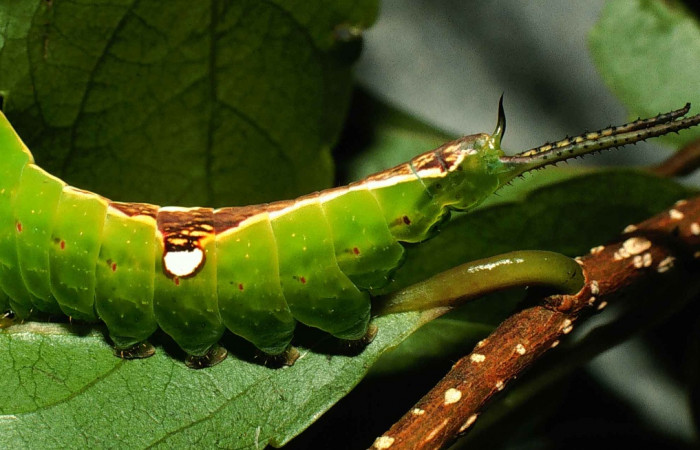 Fig. 4. Larva de <i>Tecmessa rarata</i> (Notodontidae), comiendo <i>Xylosma chlorantha</i> (Salicaceae). Voucher: 00-SRNP-10609-DHJ53896.
