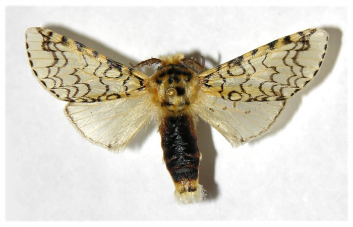 Fig. 17. Macho de <i>Tecmessa</i> rarataDHJ02 (Notodontidae), vista dorsal.  Voucher: 01-SRNP-21120-DHJ322786.