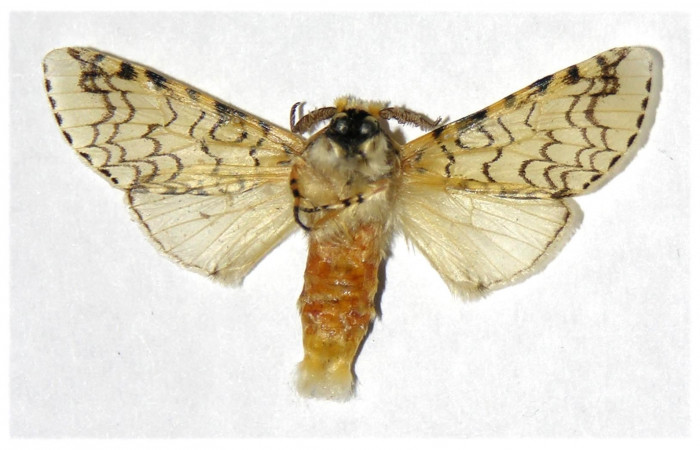 Fig. 18. Macho de <i>Tecmessa</i> rarataDHJ02 (Notodontidae), vista ventral. Voucher: 01-SRNP-21120-DHJ322787.