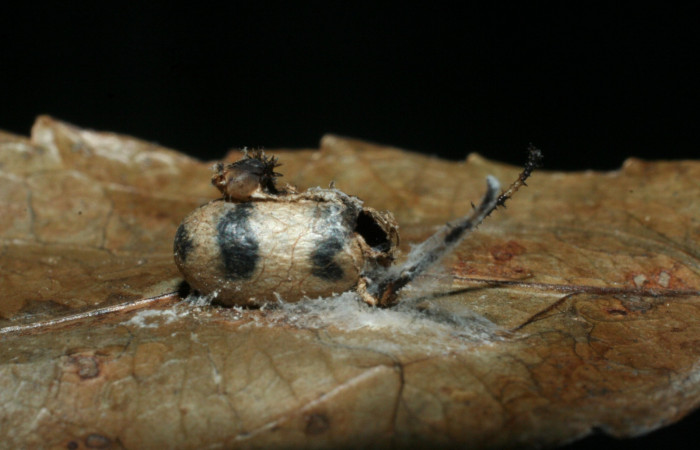 Fig. 11. Capullo de <i>Microcharops</i>  (Ichneumonidae), parásito en larva de  <i>Tecmessa rarata</i> (Notodontidae) Voucher: 08-SRNP-36982-DHJ462519.