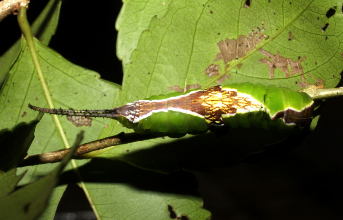 Fig. 5. Vista dorsal larva de  <i>Tecmessa rarata</i> (Notodontidae), comiendo <i>Xylosma chlorantha</i> (Salicaceae). Voucher: 10-SRNP-13982-DHJ476672.