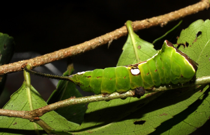 Fig. 3. Larva de <i>Tecmessa rarata</i> (Notodontidae), comiendo <i>Xylosma flexuosa</i> (Salicaceae). Voucher: 10-SRNP-13982-DHJ476673.