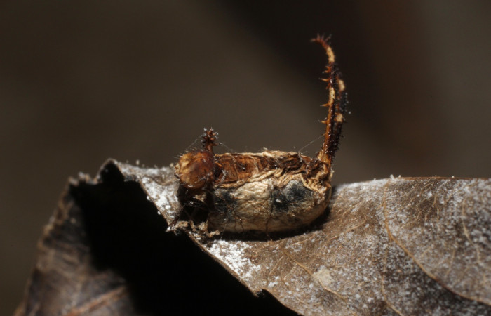 Fig. 12. Capullo de <i>Microcharops</i> tibialisDHJ17  (Ichneumonidae), parásito en larva de  <i>Tecmessa rarata</i> (Notodontidae) Voucher: 10-SRNP-36446-DHJ800187.