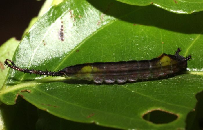 Fig. 1. Larva de <i>Tecmessa rarata</i> (Notodontidae), comiendo <i>Xylosma chlorantha</i> (Salicaceae). Voucher: 14-SRNP-35430-DHJ802943.