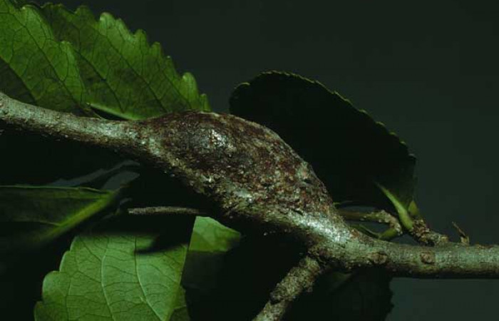 Fig. 9. Capullo de larva de <i>Tecmessa rarata</i> (Notodontidae). Voucher: 86-SRNP-128.2-DHJ9597.