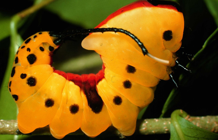 Fig. 7. Mimetismo apocemático larva de <i>Tecmessa dandon</i> (Notodontidae), comiendo <i>Xylosma flexuosa</i> (Silicaceae). Voucher: 95-SRNP-7261-DHJ24597.