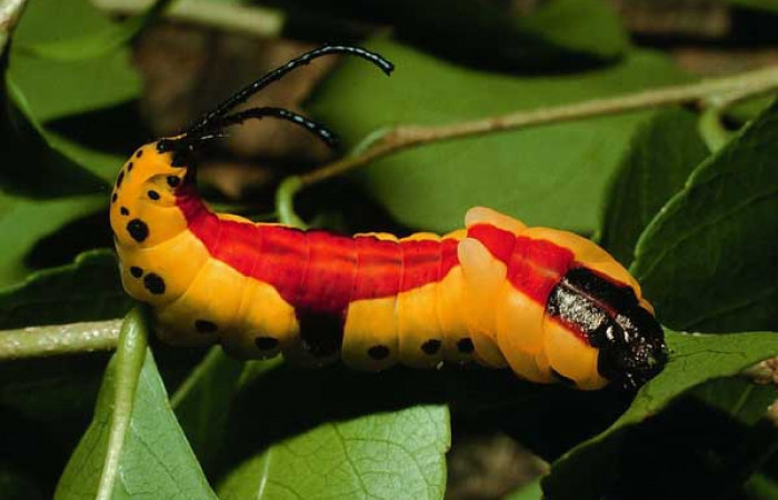 Fig. 8. Detalle coloración dorsal larva de <i>Tecmessa dandon</i> (Notodontidae), comiendo <i>Xylosma flexuosa</i> (Silicaceae). Voucher: 95-SRNP-7261-DHJ24616.