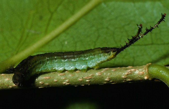 Fig. 2. Detalle cola larva de  <i>Tecmessa rarata</i> (Notodontidae), comiendo <i>Xylosma flexuosa</i> (Salicaceae). Voucher: 95-SRNP-7263-DHJ24643.