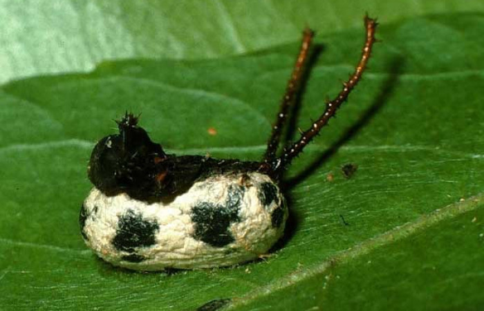 Fig. 10.  Capullo de <i>Microcharops tibialis</i>  (Ichneumonidae), parásito en larva de  <i>Tecmessa rarata</i> (Notodontidae) Voucher: 95-SRNP-7264-DHJ24645.