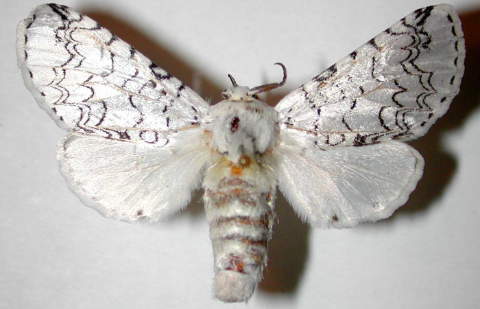 Fig. 13. Hembra de <i>Tecmessa rarata</i> (Notodontidae) Voucher: 98-SRNP-10156-DHJ32786.