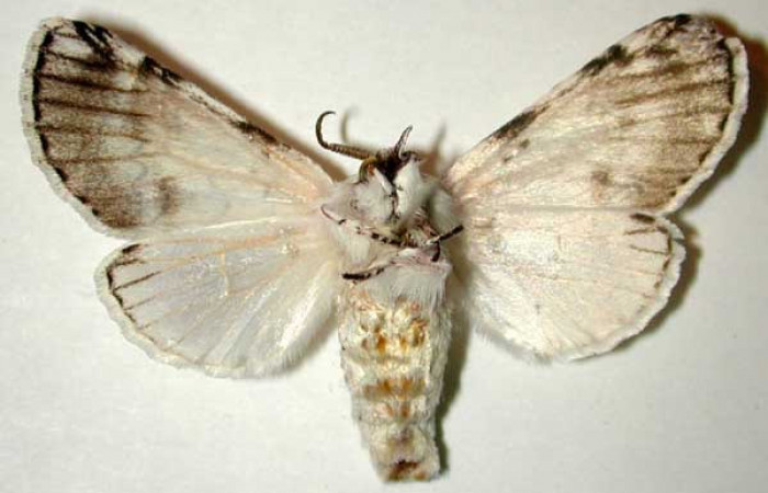 Fig. 14. Hembra de <i>Tecmessa rarata</i> (Notodontidae), vista ventral. Voucher: 98-SRNP-10156-DHJ32787.