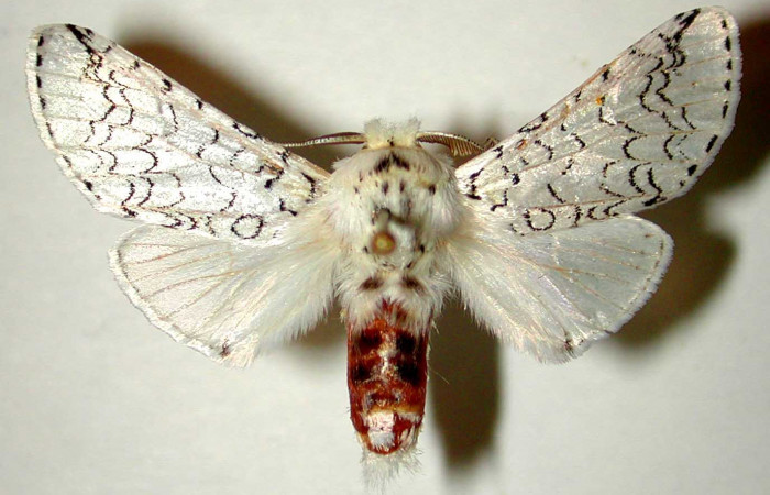 Fig. 15. Macho de <i>Tecmessa</i> rarataDHJ01 (Notodontidae), vista dorsal.  Voucher: 98-SRNP-9893-DHJ32566.