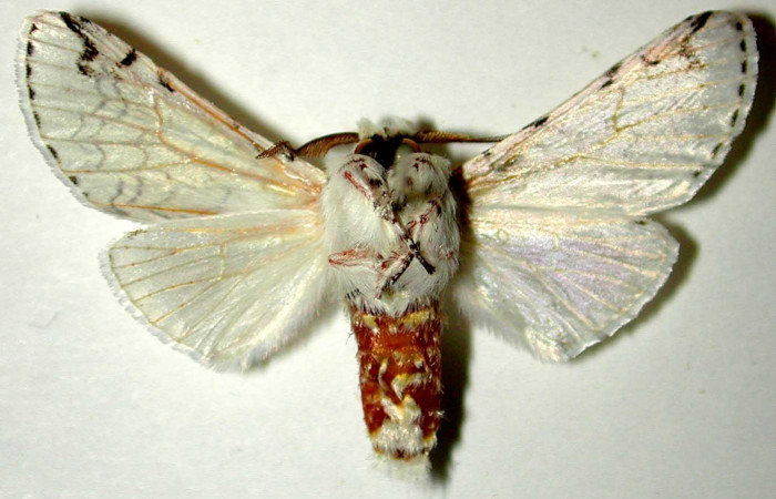 Fig. 16. Macho de <i>Tecmessa</i> rarataDHJ01 (Notodontidae), vista ventral. Voucher: 98-SRNP-9893-DHJ32567.