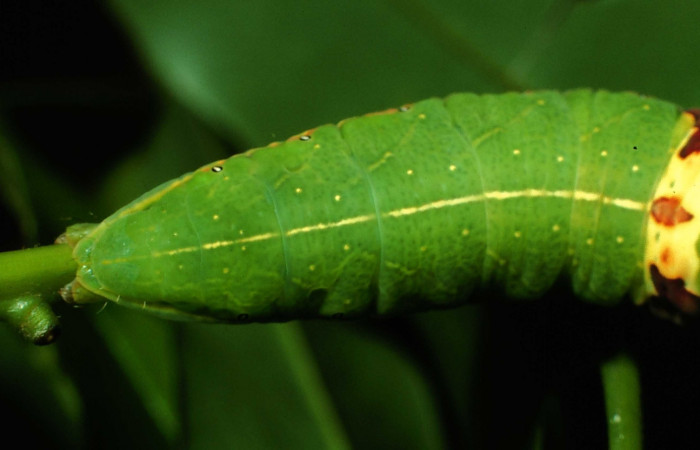 Fig. 8. Vista dorsal trasera de <i>Hapigia cresus</i> (Notodontidae), posada sobre su planta hospedera <i>Andira inermis</i>, de la familia (Fabaceae). Voucher: 01- SRNP-9559-DHJ58634.jpg.