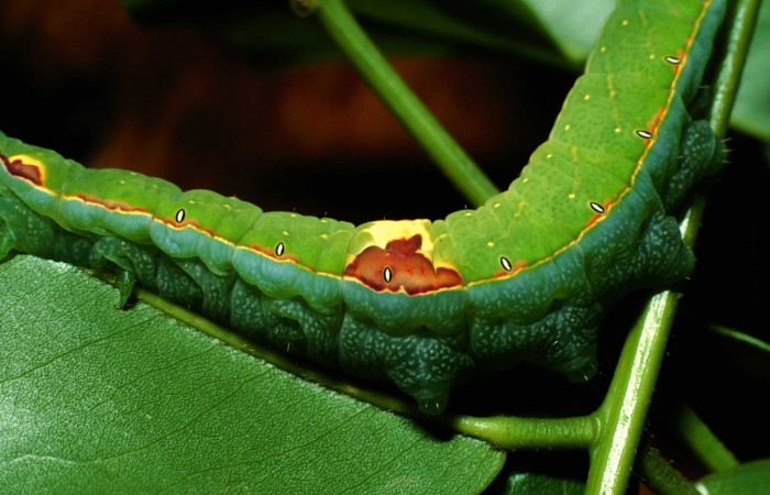Fig. 4. Vista lateral central de larva de <i>Hapigia cresus</i> (Notodontidae). Voucher: 01-SRNP-9559-DHJ58636.jpg