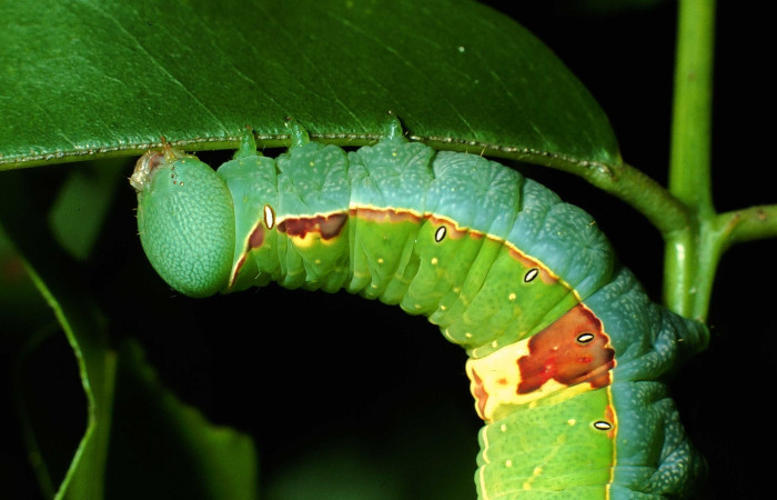Fig. 1. Larva de <i>Hapigia cresus</i> (Notodontidae), aquí se notan sus colores en último estadio. Voucher: 01-SRNP-9559-DHJ58641.jpg.
