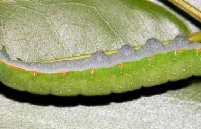 Fig. 2. Vista lateral de larva de <i>Hapigia cresus</i> (Notodontidae). Voucher: 03-SRNP-2115-DHJ35270.jpg