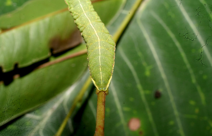 Fig. 7. Vista dorsal trasera de <i>Hapigia</i> cresusDHJ02 (Notodontidae), posada sobre su planta hospedera <i>Andira inermis</i>, de la familia (Fabaceae).Voucher: 11-SRNP-56355-DHJ497308.jpg.